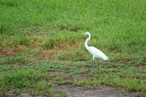 DSC00185.JPG