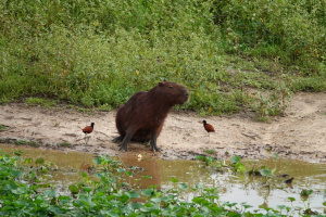 DSC00242.JPG
